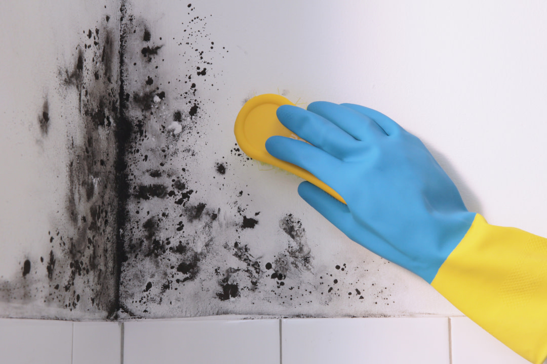 Mould in home